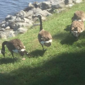 Meet your Posher, Jenny